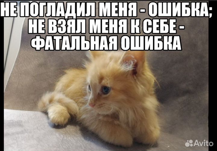 Отдадим котят в добрые руки