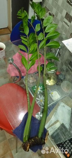 Замиокулькас доллоровое дерево