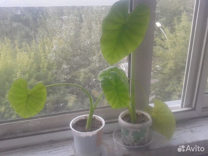 Саженцы алоказии
