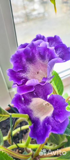 Глоксиния цветущая