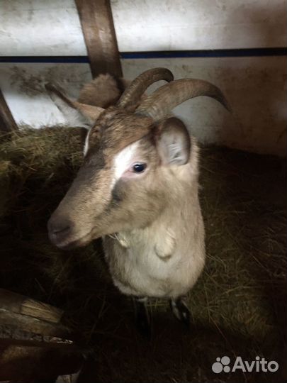 Коза зааненская