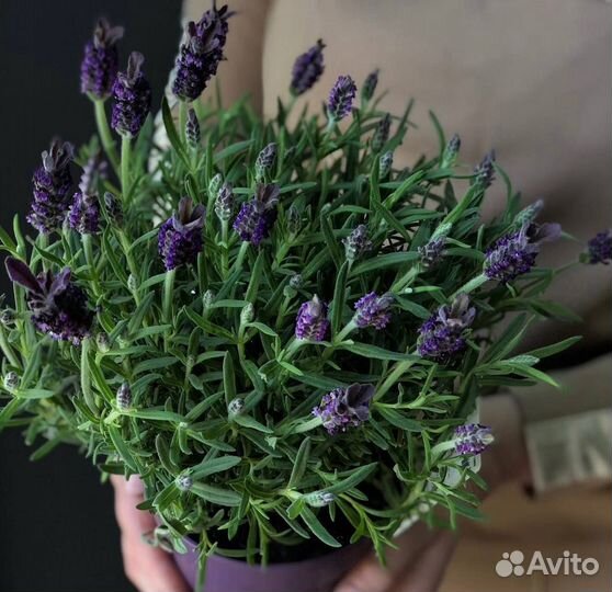 Лаванда в горшке