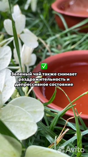 Чай Молочный улун