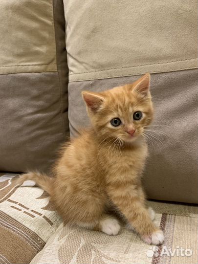 Рыжий котенок мальчик 1,5 месяца