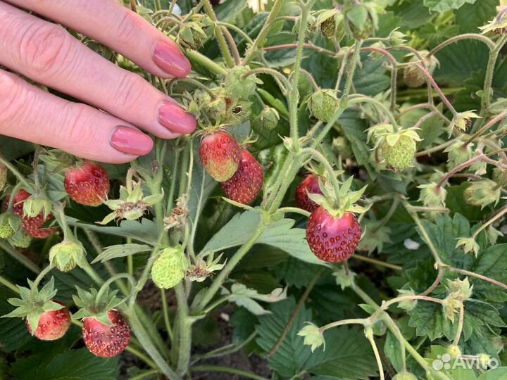 Рассада клубники