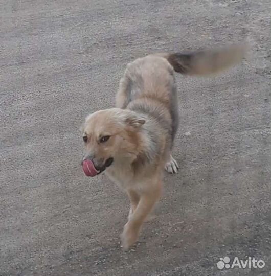 Молодая собачка 1 годик. Стерилизована