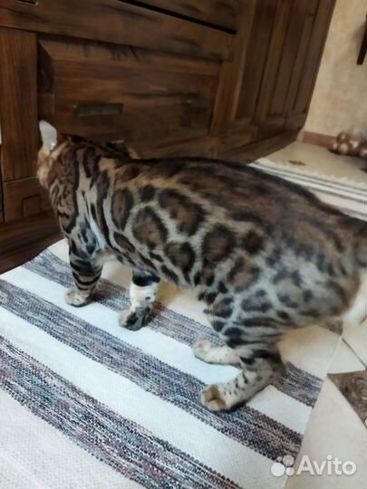 Бенгальский кот на вязку