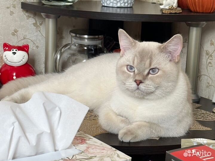 Шотландский котик