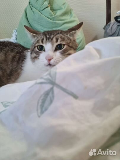 Котик в добрые руки