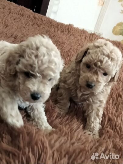 Той-пудель мини девочка