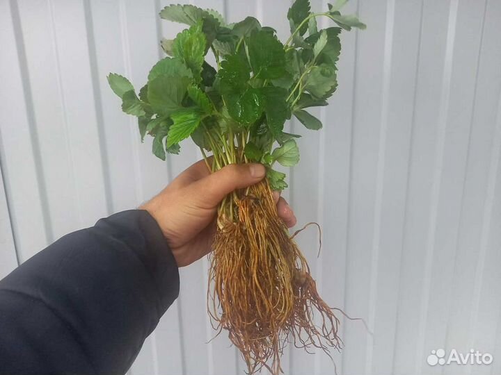 Рассада клубники. Крупная ягода