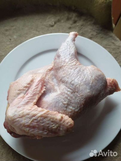 Куры суповые для животных