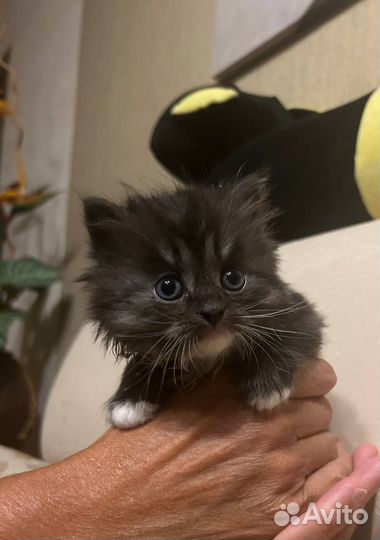 Котенок