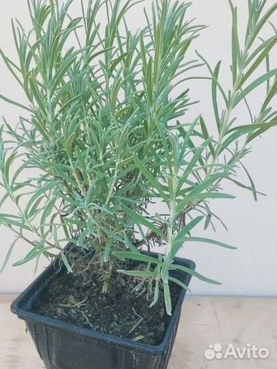 Лаванда Hidcote Blue