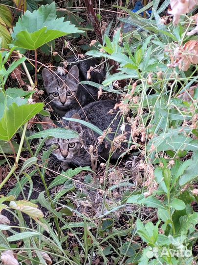 Котята в добрые руки приучены к лотку