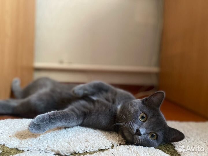 Русская голубая