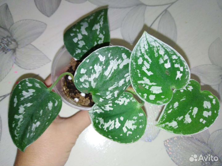 Декоративно лиственные растения