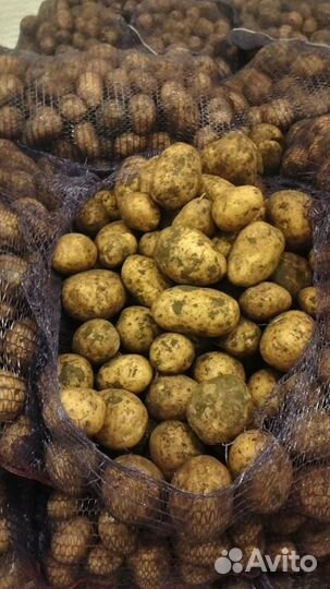 Продажа картофеля