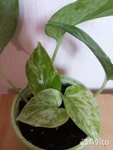 Эпипремнум марбл квин