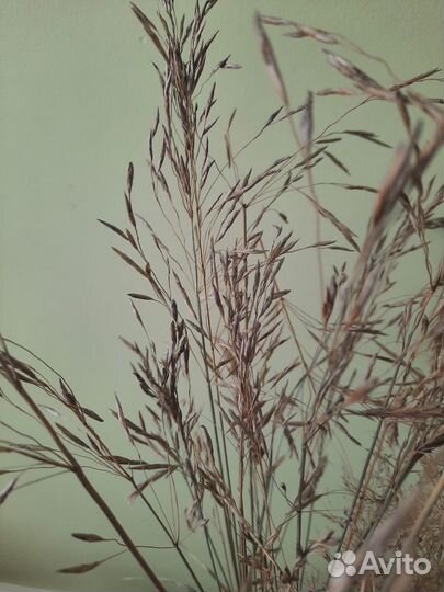 Сухоцветы, венки камыши прекати-поле