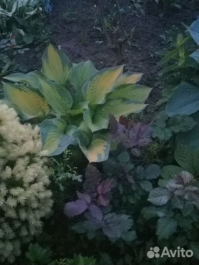 Хосты (разные сорта)