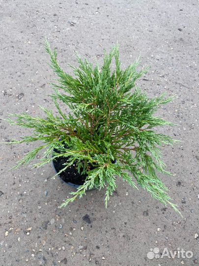 Можжевельник С3 контейнер в ассортименте