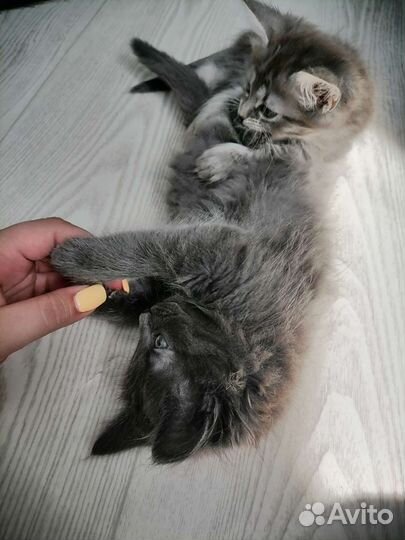 Котята в добрые руки бесплатно