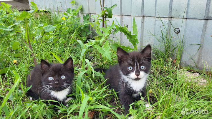 Отдам котят в добрые руки