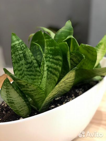 Комнатные растения для интерьера