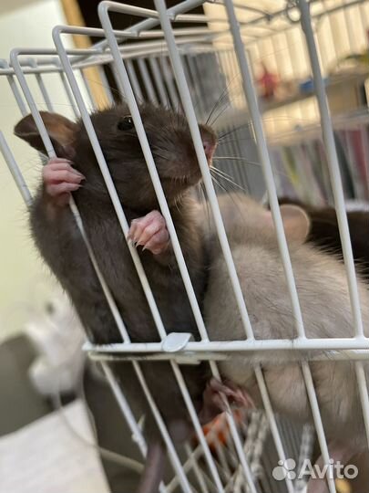 Крысы дамбо девочки