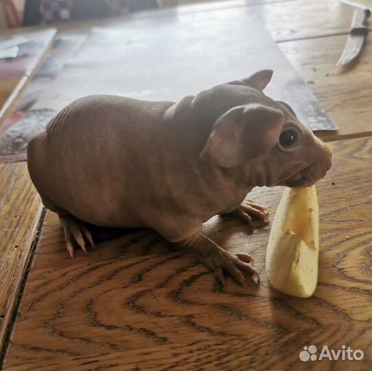 Морская свинка скинни