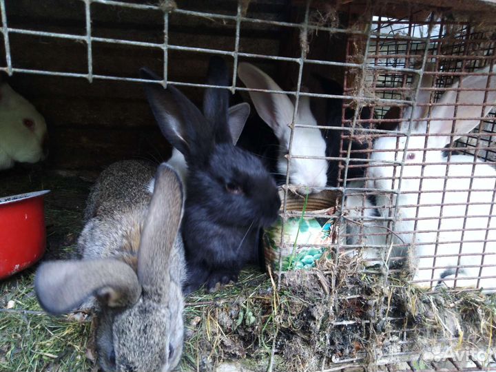 Крольчата