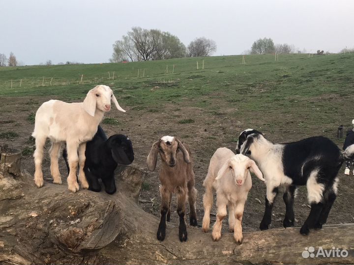 Нубийские козочки