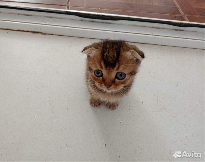 Шотландская вислоухая кошка