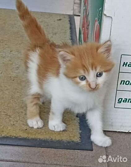 Кошки в добрые руки бесплатно