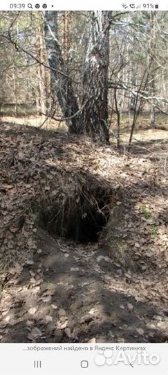 Барсучий жир от охотника