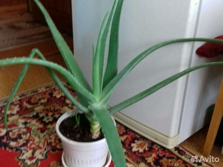 Алое, каланхое и золотой ус