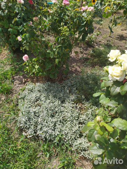 Цветы почвопокровники