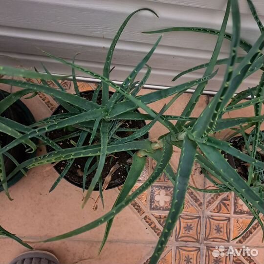 Алоэ лечебный