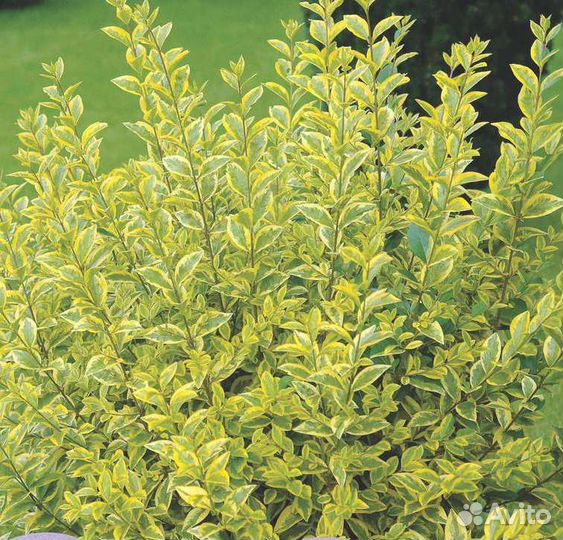 Бирючина вариегатная