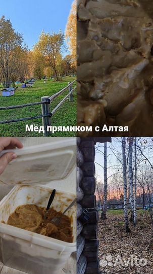 Мёд Алтайский