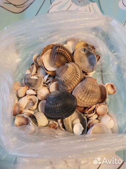 Морские ракушки раковины