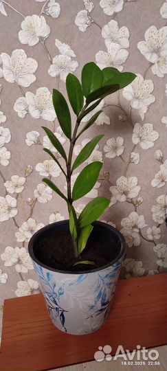 Замиокулькас