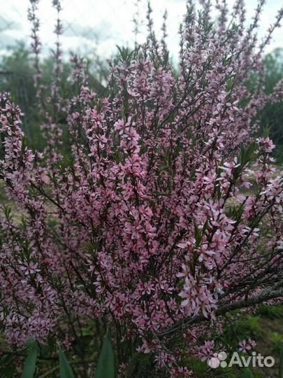 Декоративные растения для вашего сада