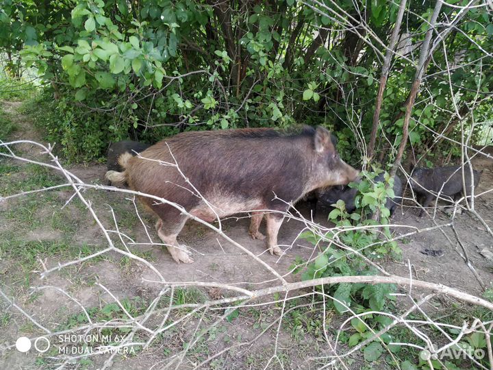 Мясо кабана