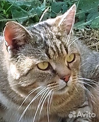 Котик в добрые руки