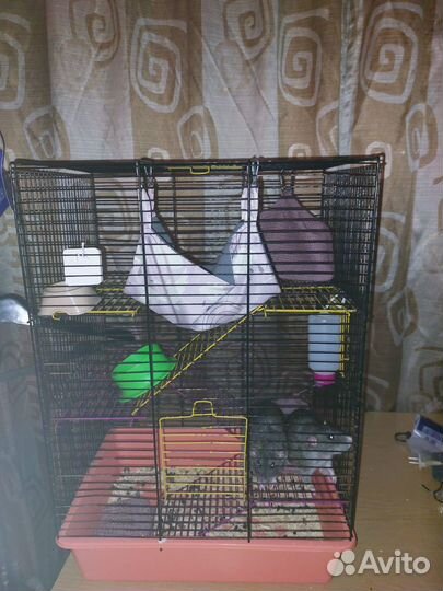 Ручные крысы бесплатно с клеткой