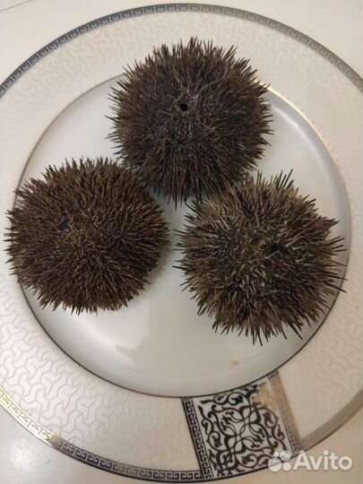 Морские ежи живые