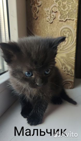 Котята вислоухие и не очень