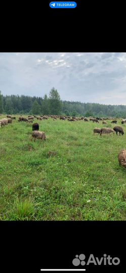 Продаем овец баранов и овце-маток 1000+ голов